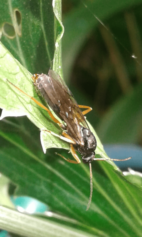 Formicidae da ID